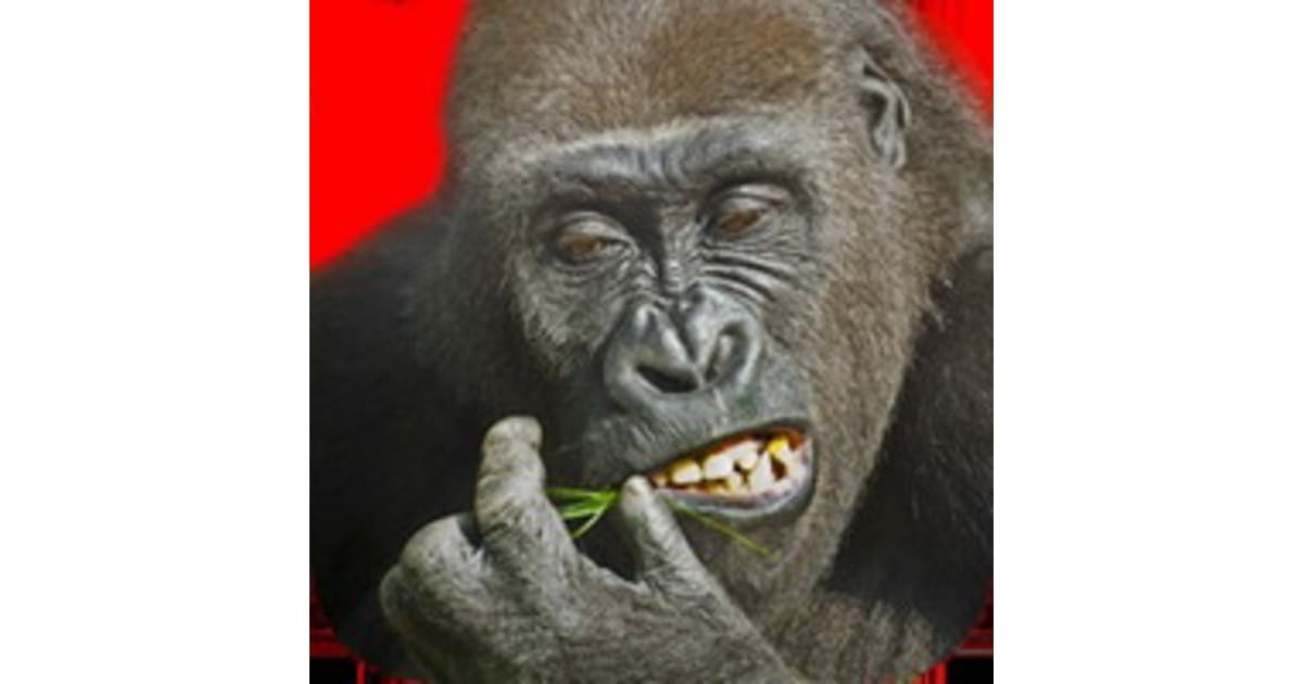 Flying Gorilla Game